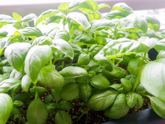 ジェノベーゼのレシピ　フレッシュ・バジルを使ったバジルソース・パスタのレシピ